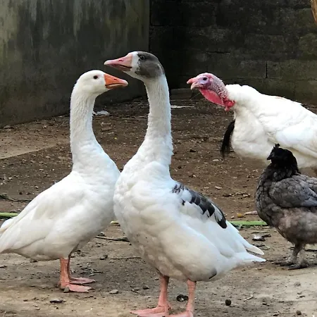 Semesterbostad Quinta Do Avo Dimas - Rural - Sao Bras *