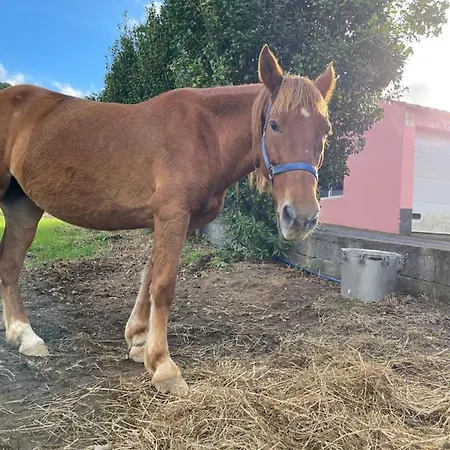 Quinta Do Avo Dimas - Rural - Sao Bras Porto Formoso