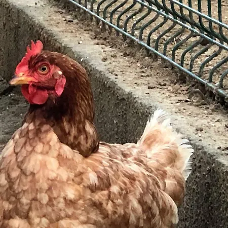 Quinta Do Avo Dimas - Rural - Sao Bras Porto Formoso