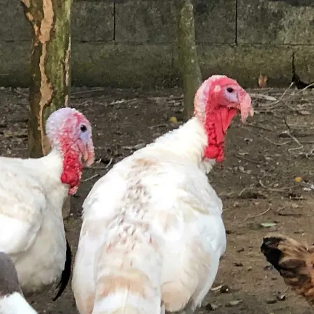 Prázdninový dům Quinta Do Avo Dimas - Rural - Sao Bras Porto Formoso